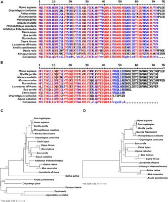 The Dispensable Roles of X-Linked Ubl4a and Its Autosomal Counterpart Ubl4b in Spermatogenesis Represent a New Evolutionary Type of X-Derived Retrogenes